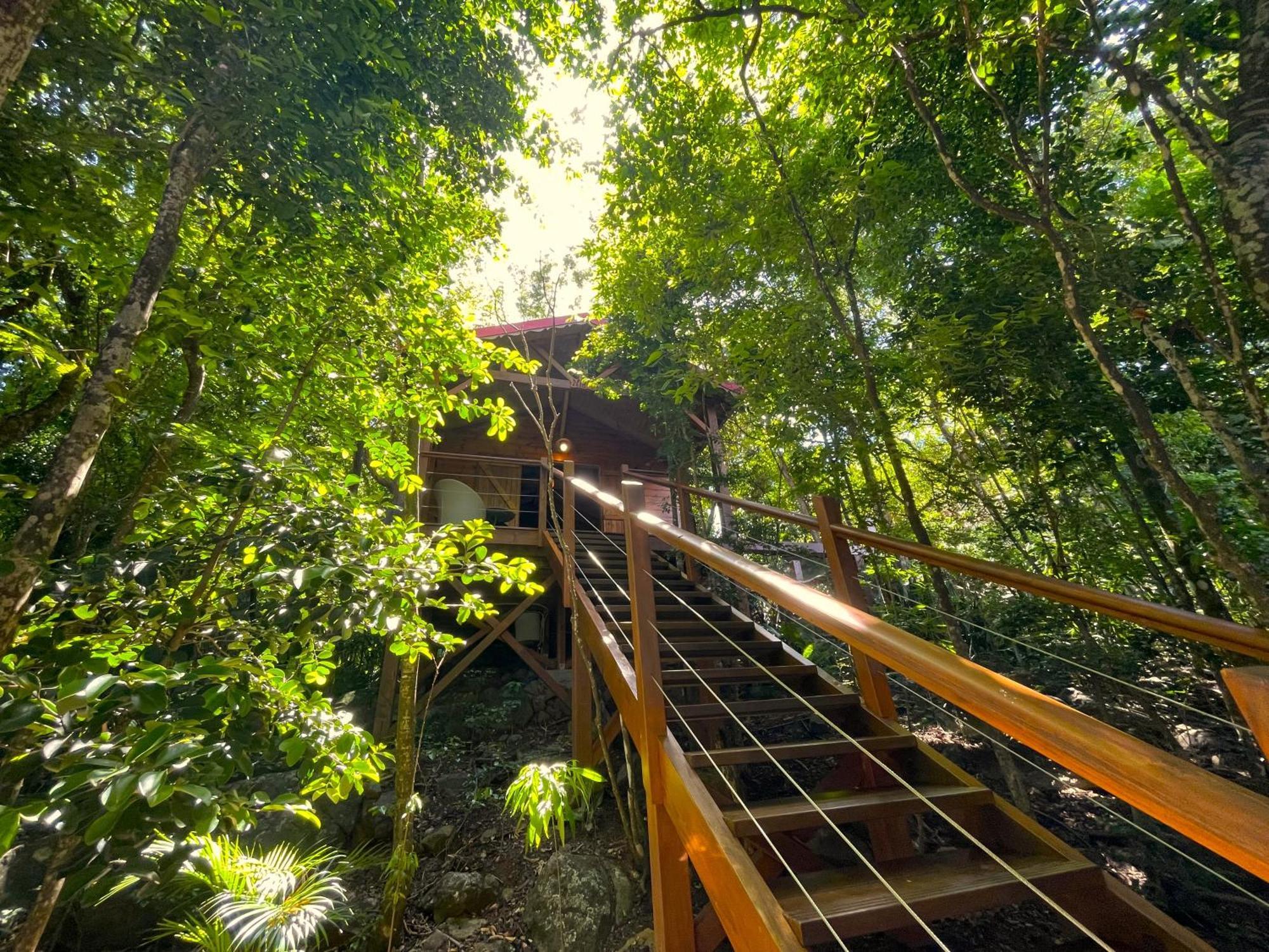 Au Jardin Des Colibris Ecolodge&Spa Deshaies Eksteriør billede